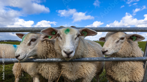 Texel sheep heads