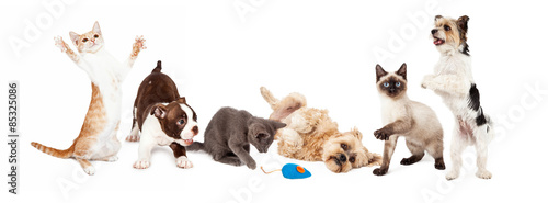 Group of Playful Cats and Dogs