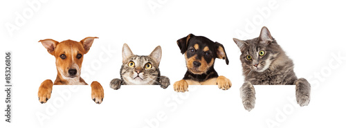 Dogs and Cats Hanging Over White Banner