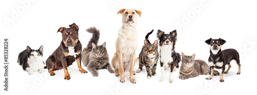 Large Group of Cats and Dogs Together