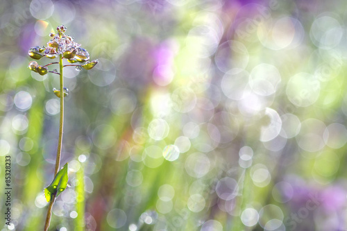 bright colored grass in the dew in the morning sun