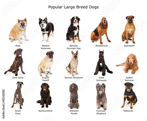 Collection of Popular Large Breed Dogs