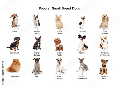 Collection of Popular Small Breed Dogs