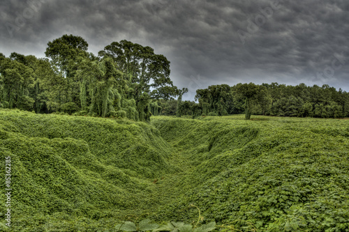 Kudzu