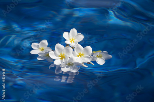 frangipani spa flowers over shiny water background-9