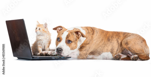 American staffordshire terrier dog with little red kitten in front of a laptop