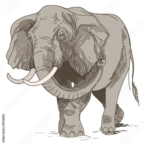 vector illustration of engraving elephants on white background