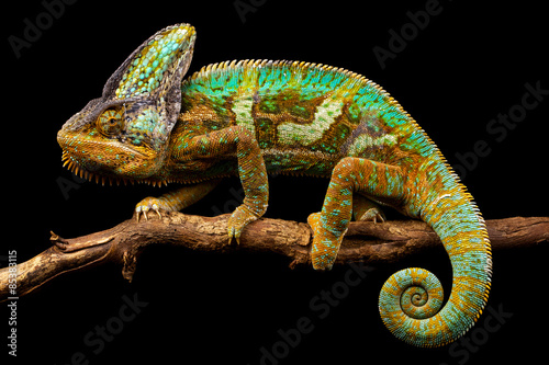 Side on picture of a yemen chameleon isolated on a black background