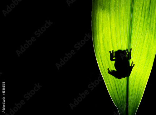 A tree frog on a backlit leaf