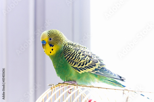 budgerigar