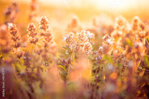 wild meadow flowers at summer sunset
