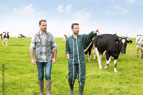 Farmer and veterinary working together in a masture with cows