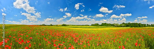 Panorama of poppy field in summer countryside