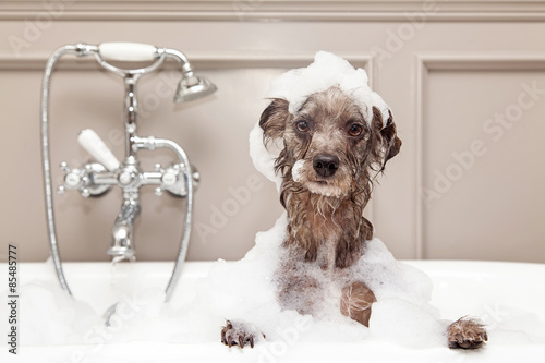 Zabawny pies biorąc kąpiel z bąbelkami