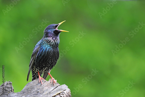 Common starling