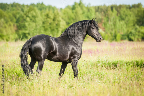 Beautiful black friesian stallion standing on the field