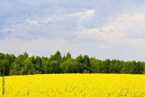Krajobraz z chmurami, drzewami i polem rzepaku podczas kwitnienia 