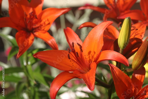 Lilia, Lilie, Lilium, Lilia ogrodowa, Ivory Pixie, Lilium hybridum, Lilia tygrysia, lilia azjatycka