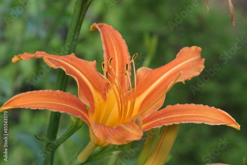 Lilia, Lilie, Lilium, Lilia ogrodowa, Ivory Pixie, Lilium hybridum, Lilia tygrysia, lilia azjatycka