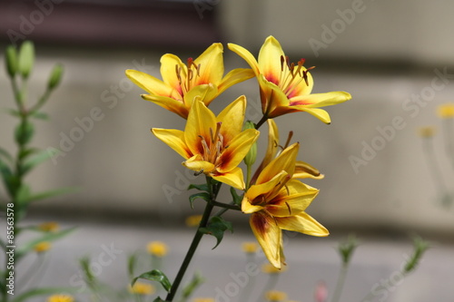 Lilia, Lilie, Lilium, Lilia ogrodowa, Ivory Pixie, Lilium hybridum, Lilia tygrysia, lilia azjatycka