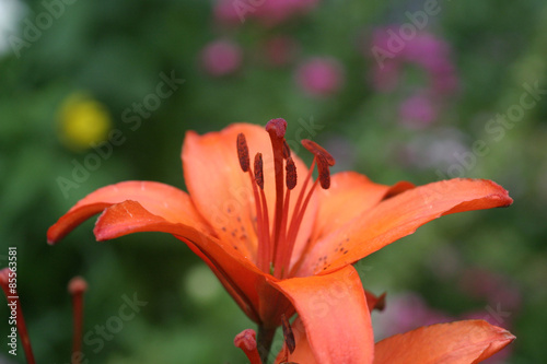 Lilia, Lilie, Lilium, Lilia ogrodowa, Ivory Pixie, Lilium hybridum, Lilia tygrysia, lilia azjatycka