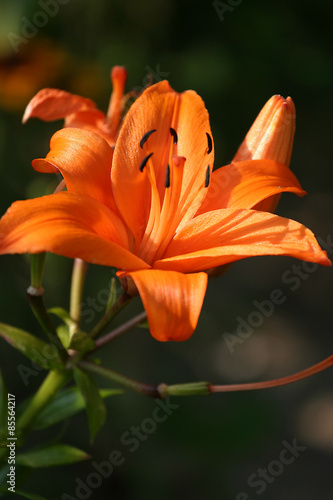 Lilia, Lilie, Lilium, Lilia ogrodowa, Ivory Pixie, Lilium hybridum, Lilia tygrysia, lilia azjatycka