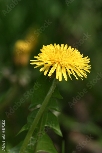 Mniszek lekarski - Mlecz - Mniszek pospolity - Taraxacum officinale