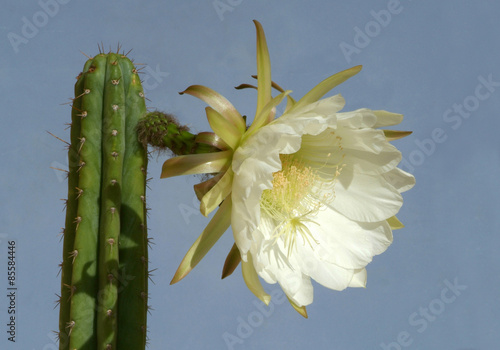 Cactus Trichocereus pachano San pedro en fleur