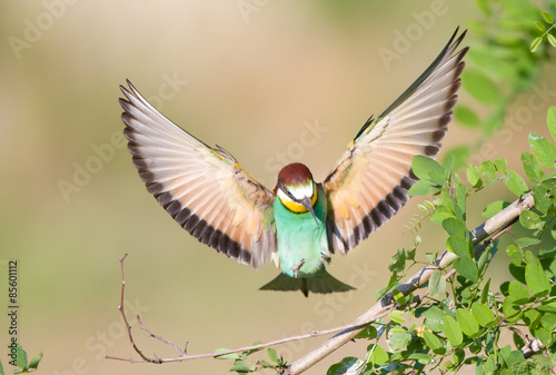 Bee-eater with spread wings