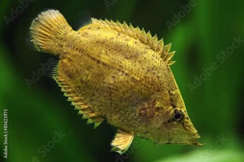 Amazon leaf fish (Monocirrhus polyacanthus)