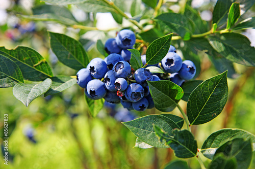 Reife und saftige Heidelbeeren