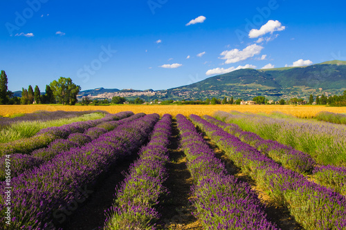 Campagna umbra in estate