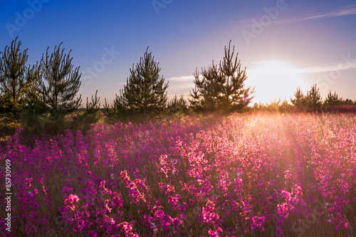 landscape with the blossoming meadow at sunrise