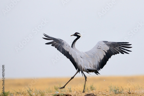 Dancing Demoiselle crane in Kalmykia steppe