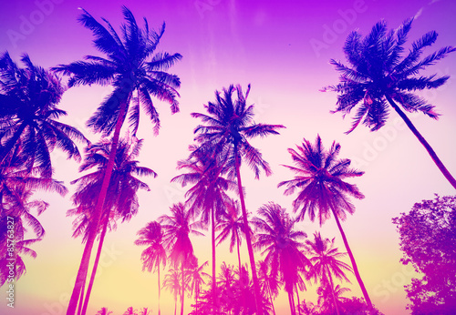 Vintage toned palm trees silhouettes at sunset.