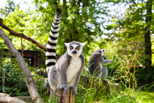 Ring-tailed lemur looking at the camera