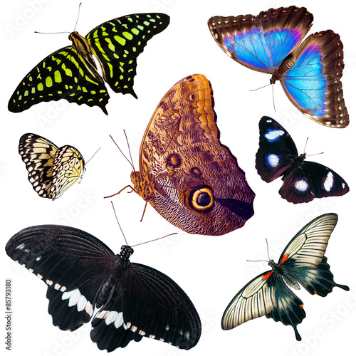 Set of isolated butterflies