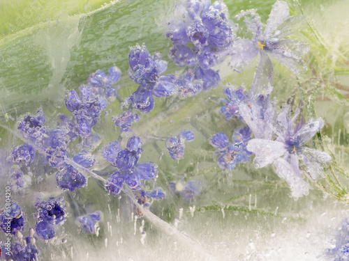 abstraction from fragile lavender flowers