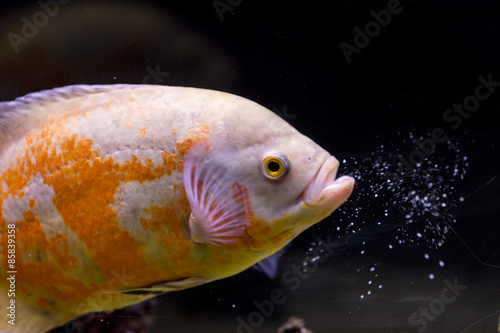 colorful tropical fish in aquarium