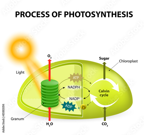 photosynthesis