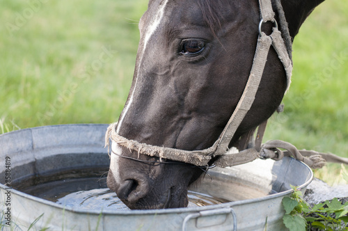 Horse drinking out of a water trough