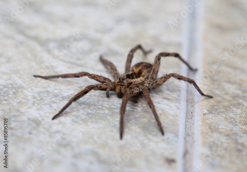wolf spider (Lycosidae), selective focus on face, close-up