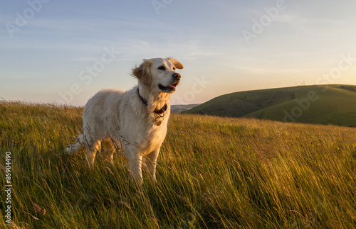 dog happy in field at sunset
