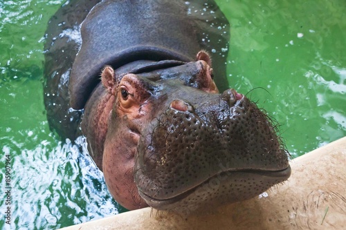 Adult hippo swimming in a pool