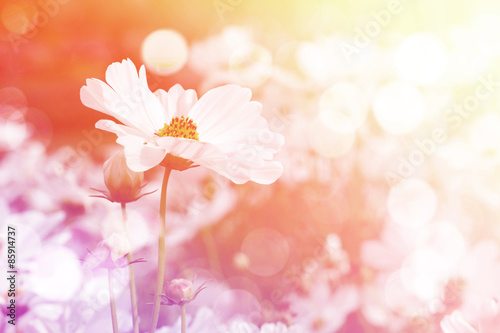 Sweet dreamy flower background