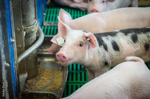 Schweinehaltung, fressende Ferkel am Futtertrog