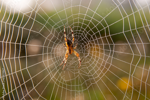 Garden spider waiting on a web