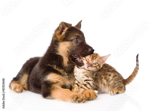 german shepherd puppy dog biting bengal cat. isolated on white b