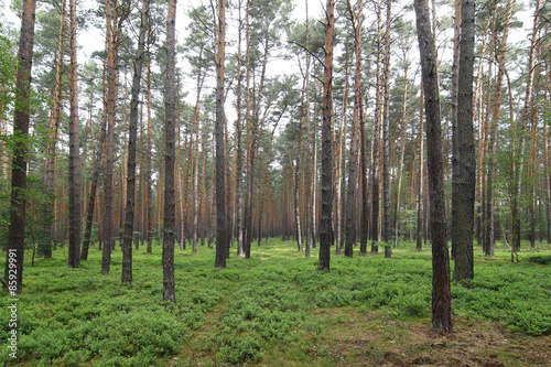Pine Forest