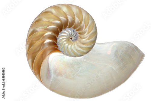Inside view of a nautilus shell